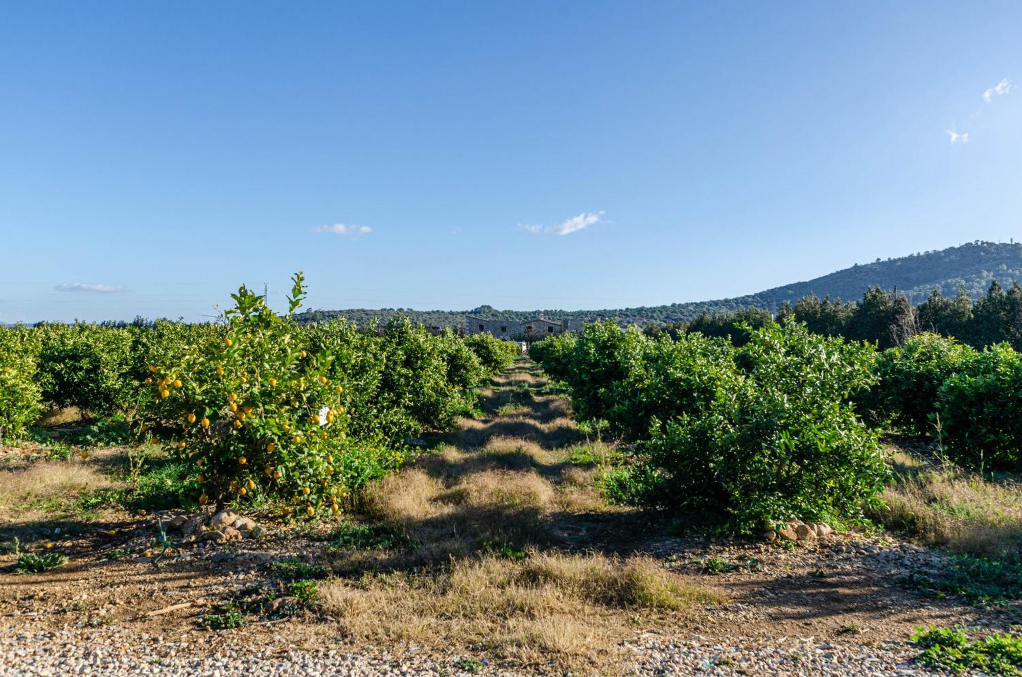 El Limonar De Mallorca - Agroturismo Ballerics Dış mekan fotoğraf