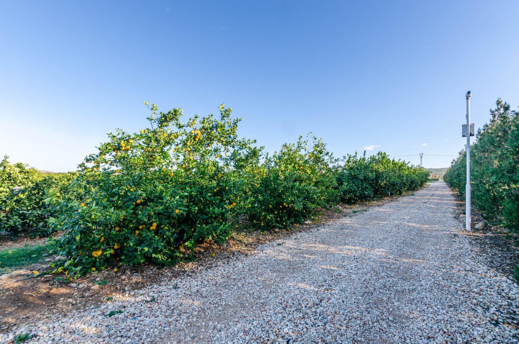 El Limonar De Mallorca - Agroturismo Ballerics Dış mekan fotoğraf