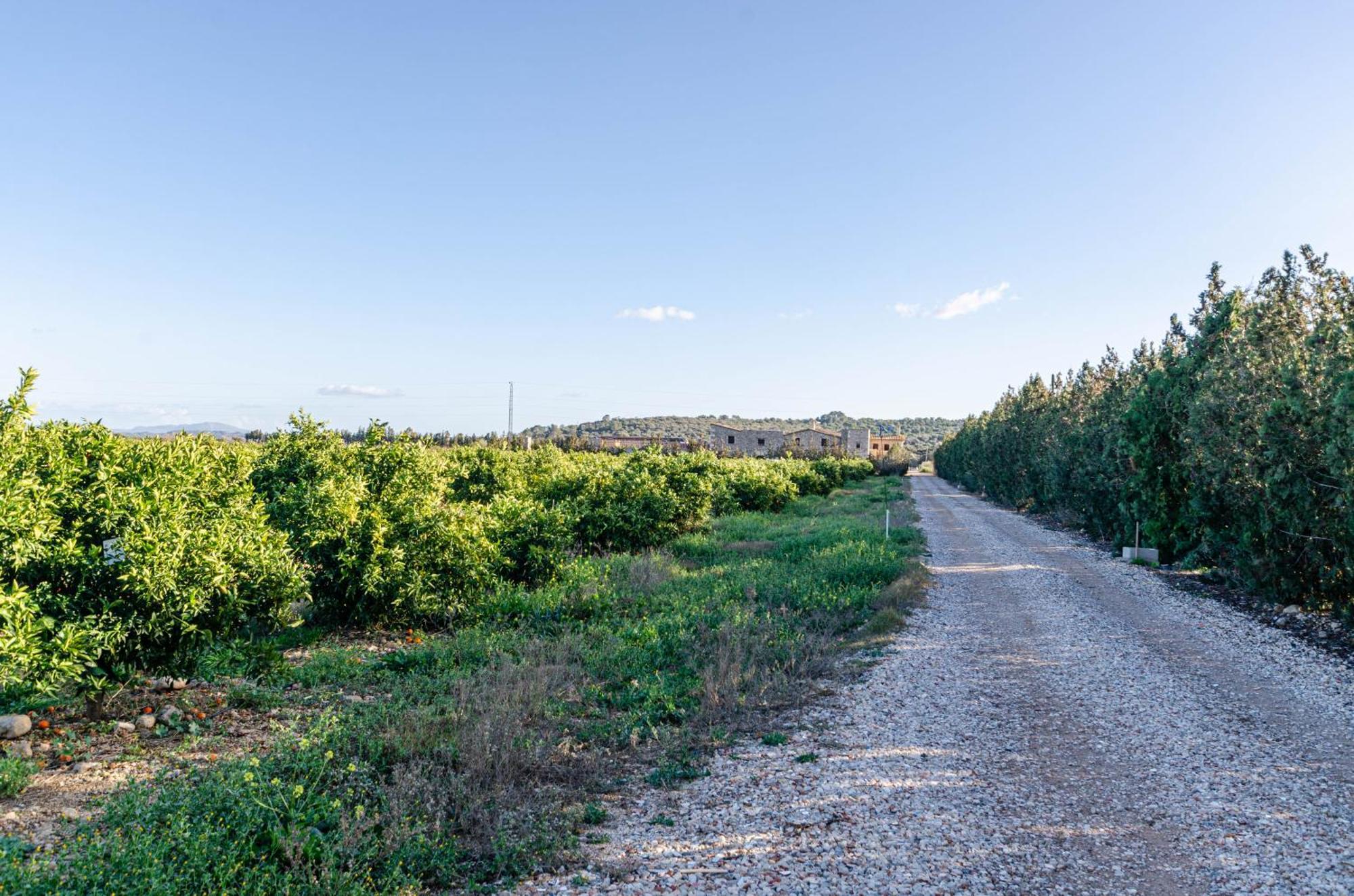 El Limonar De Mallorca - Agroturismo Ballerics Dış mekan fotoğraf